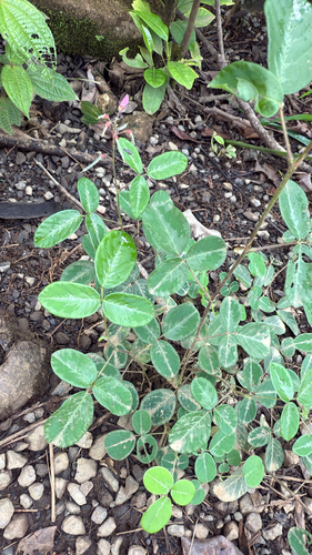 Desmodium, 2026-10-05