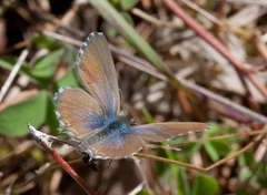 Theclinesthes serpentata serpentata