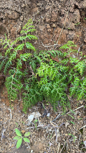 Lindsaea, 2026-10-05