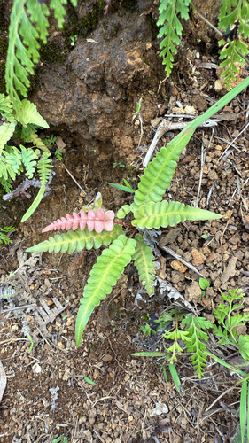 Blechnum appendiculatum observed 2026-10-05