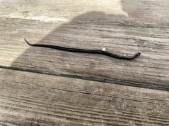 Diadophis punctatus punctatus