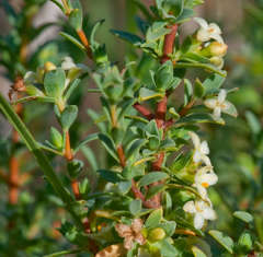 Pimelea spinescens spinescens