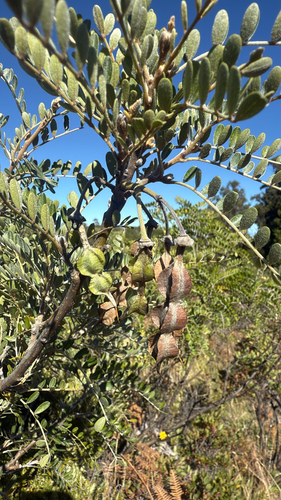 Sophora chrysophylla observed 2026-10-06