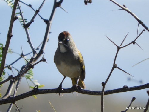 Pipilo chlorurus, 2026-10-11