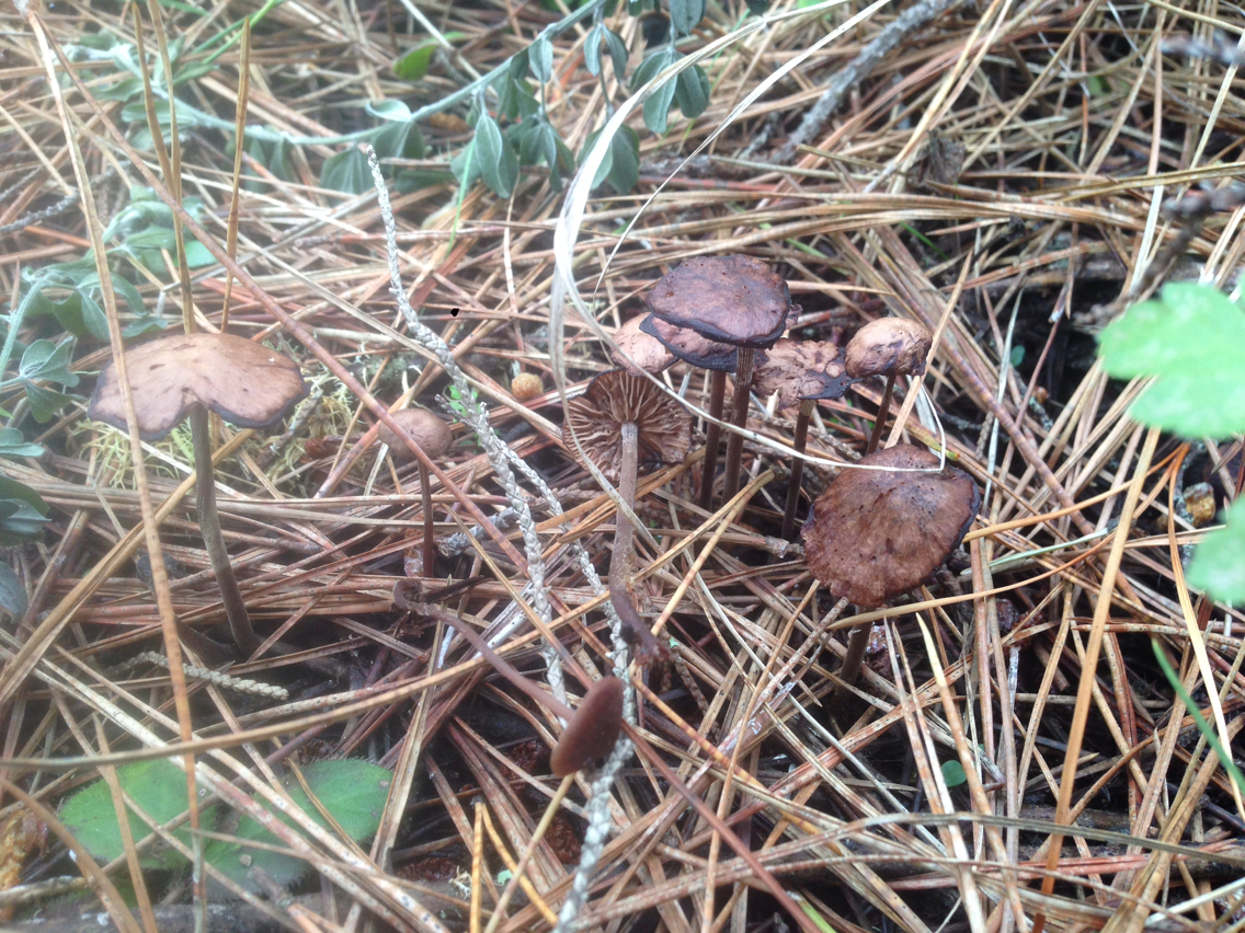 Gymnopus villosipes image