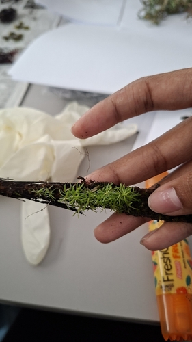 Octoblepharum albidum observed 2026-10-12