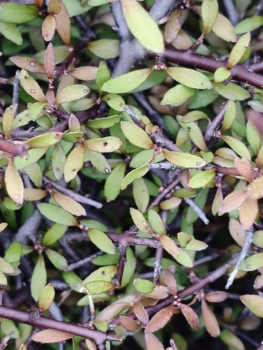 Aristotelia fruticosa observed 2026-10-10