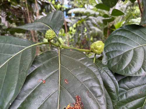 Morinda citrifolia observed 2026-10-07