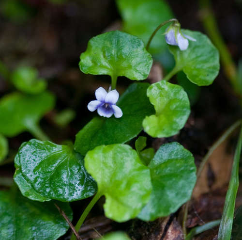 Ivy Leaved Violet