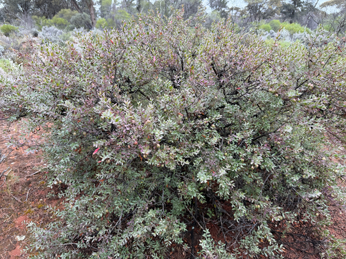 Eremophila maculata observed 2026-10-12