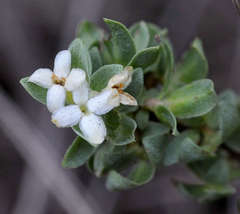 Pimelea spinescens spinescens