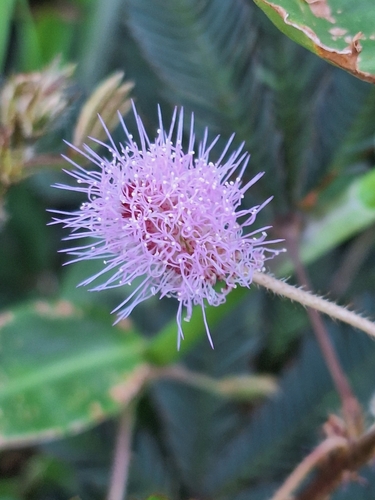 Mimosa pudica observed 2026-10-11