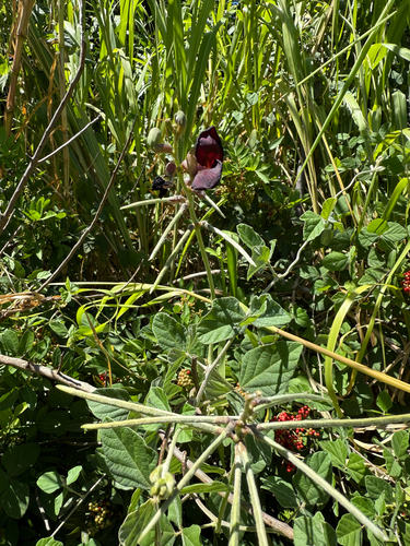 Macroptilium atropurpureum observed 2026-10-06