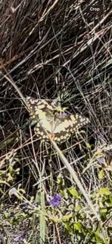 Lime Swallowtail