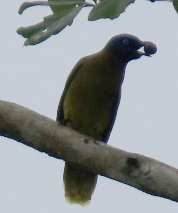 Pycnonotus atriceps observed 2026-10-12
