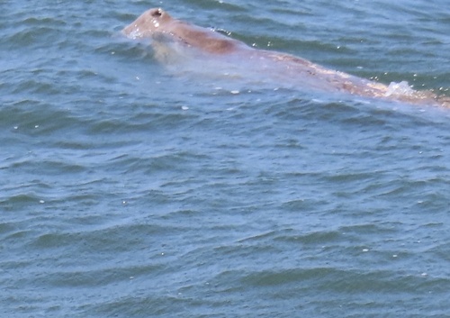 Dugong dugon, 2026-10-12