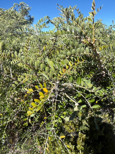 Sophora chrysophylla observed 2026-10-06