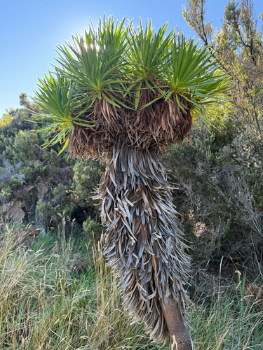 Argyroxiphium grayanum observed 2026-10-06