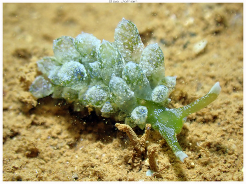 Stiliger smaragdinus observed 2026-10-10