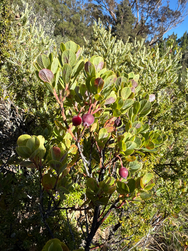 Vaccinium reticulatum observed 2026-10-06