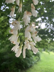 Cladrastis kentukea