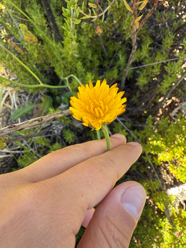 Hypochaeris radicata observed 2026-10-06