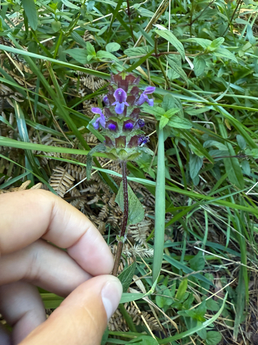 Prunella vulgaris observed 2026-10-06