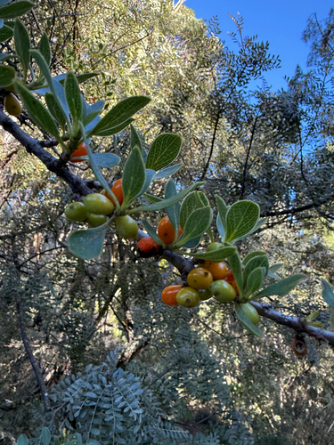 Coprosma montana observed 2026-10-06