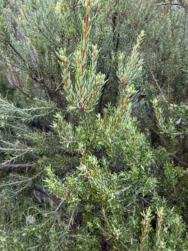 Leptecophylla tameiameiae observed 2026-10-06