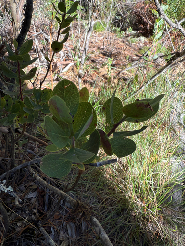 Vaccinium reticulatum observed 2026-10-06