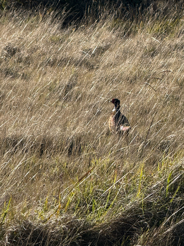 Phasianus colchicus, 2026-10-06