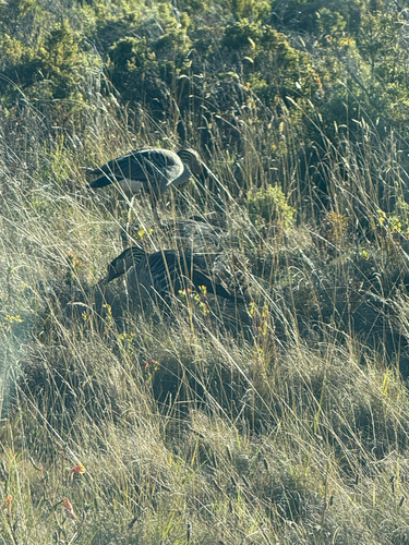 Branta sandvicensis observed 2026-10-06