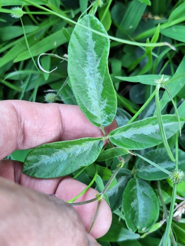 Desmodium, 2026-10-11