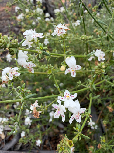 Westringia rigida, 2026-10-12