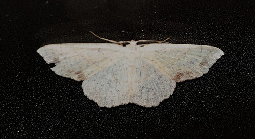 Punctaria observed 2026-10-04
