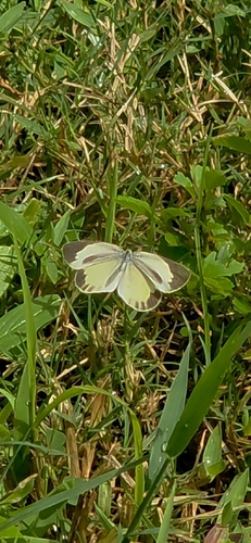 Barred Yellow