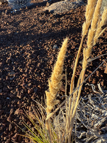 Trisetum glomeratum observed 2026-10-06