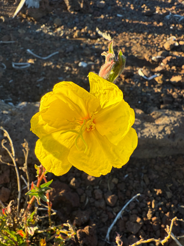Oenothera stricta observed 2026-10-06