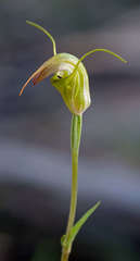 Pterostylis atrans