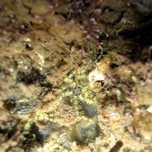 Ophiactis observed 2026-10-11
