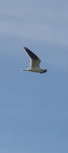 Black-shouldered Kite