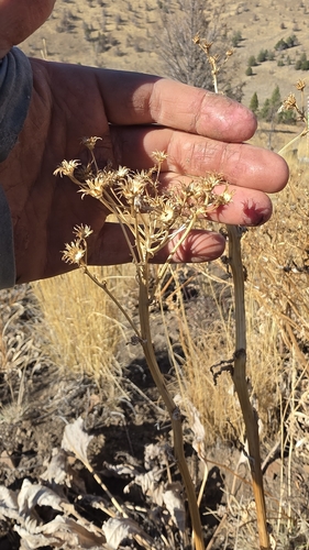 Senecio integerrimus, 2026-10-04