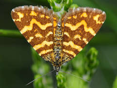 Chrysolarentia chrysocyma