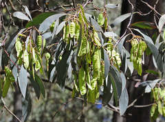 Acacia obliquinervia