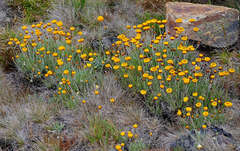 Leucochrysum albicans albicans