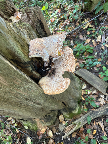 Dryad's Saddle
