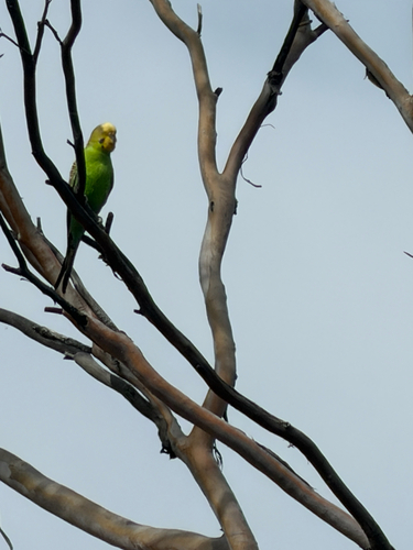 iNaturalist image