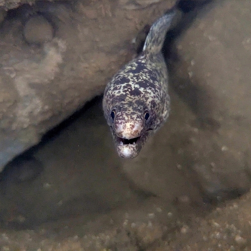 Gymnothorax pseudothyrsoideus observed 2026-10-11