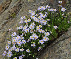 Brachyscome rigidula