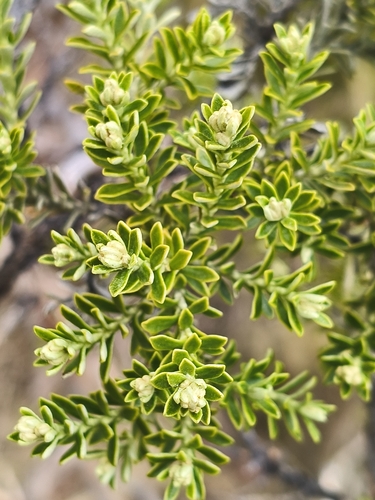 Brachyglottis cassinioides observed 2026-10-10
